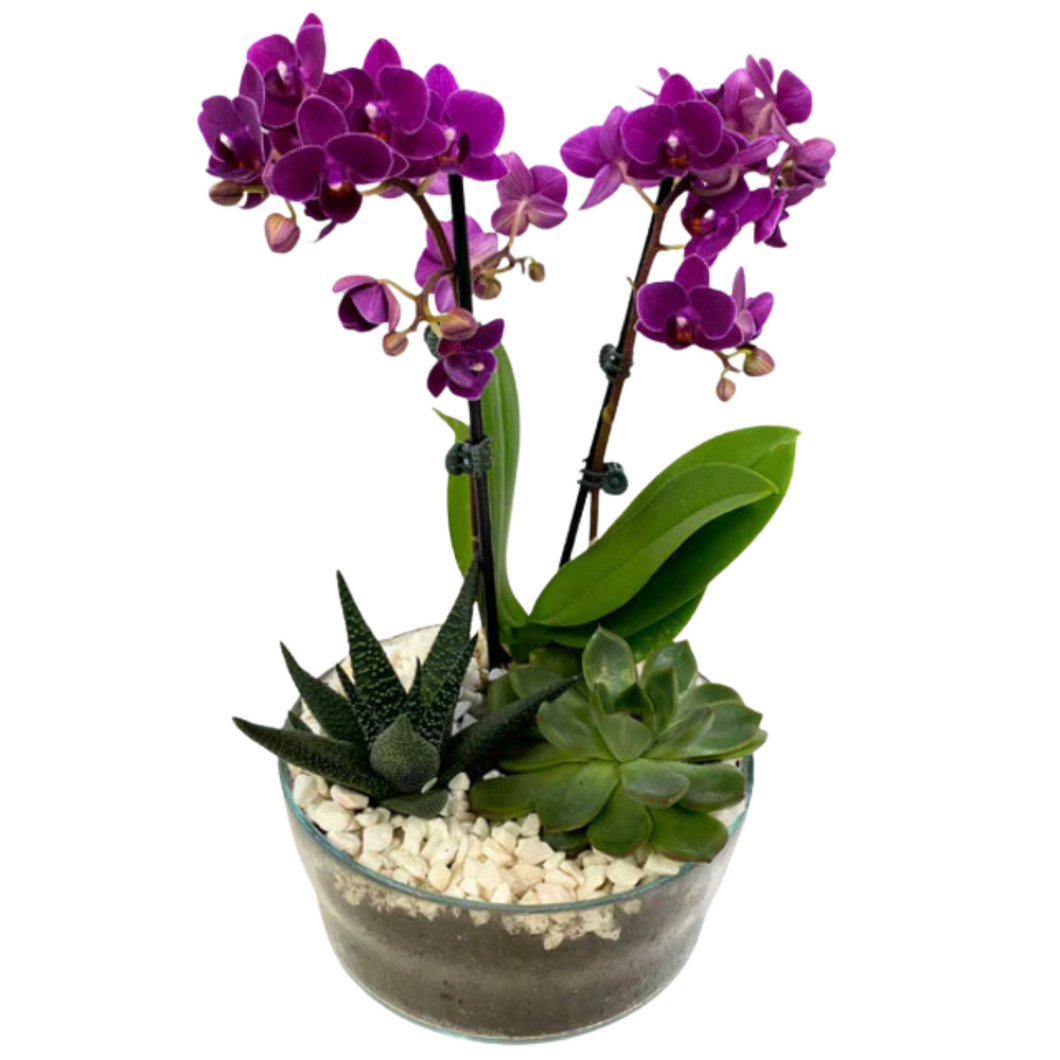 Glass Orchid Succulent Planter