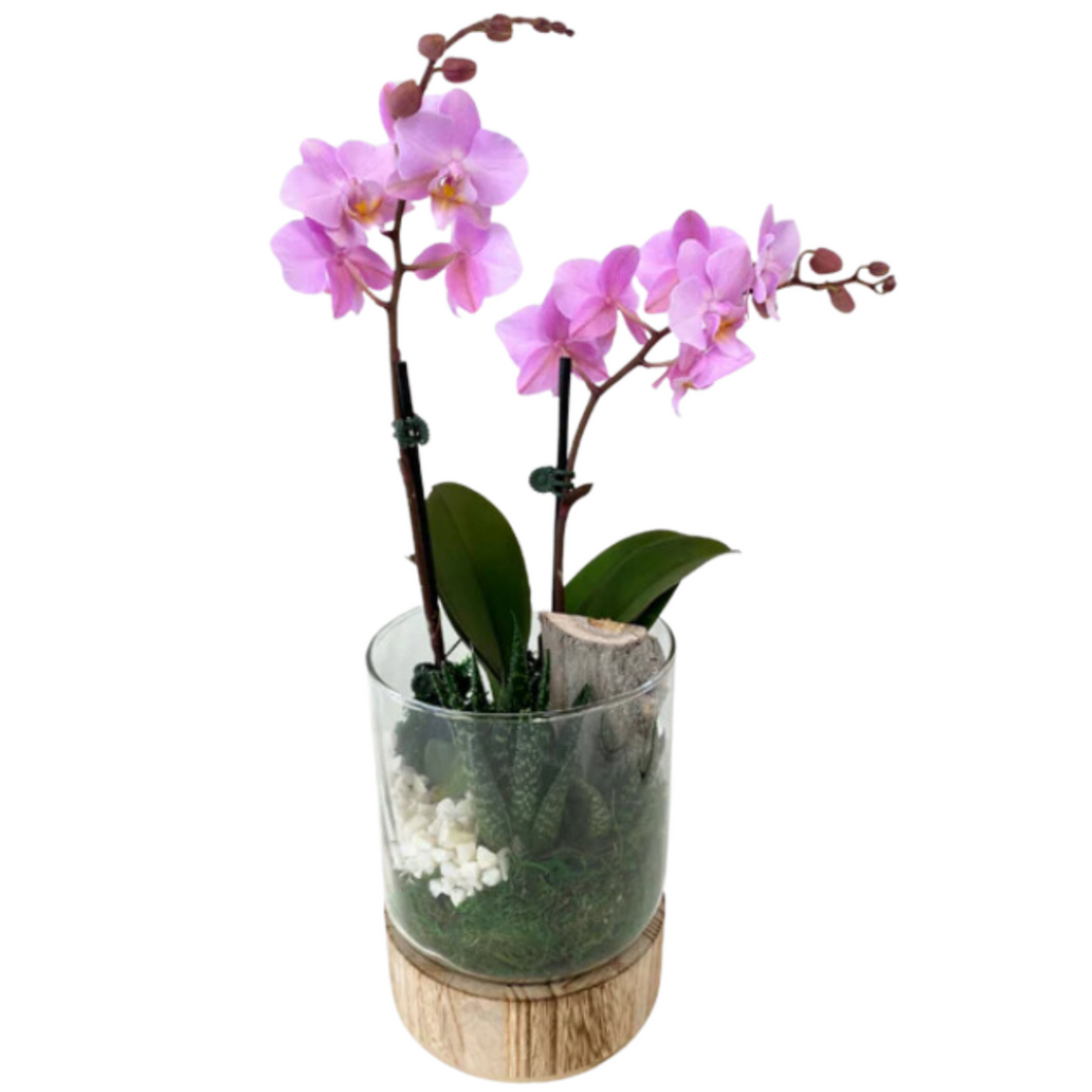 Wood Base Orchid Succulent Terrarium - Cylinder